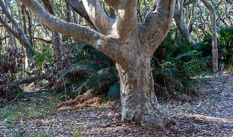 Myrtle Beach Walking Track - Local Tourism 1