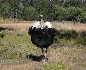 Glen Ian Ostrich And Emu Farm - Local Tourism 1