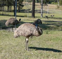 Glen Ian Ostrich and Emu Farm - Accommodation Australia