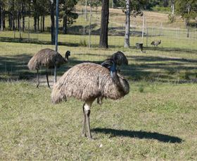Glen Ian Ostrich And Emu Farm - Local Tourism 0