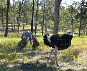 Glen Ian Ostrich And Emu Farm - Local Tourism 2