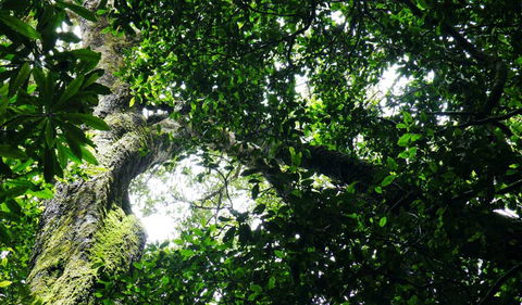 Wollumbin National Park - Accommodation Australia 1