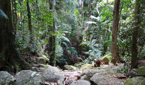 Wollumbin National Park - Accommodation Australia 2