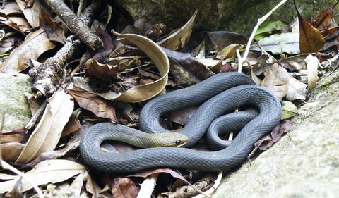 Wollumbin National Park - Accommodation Australia 3