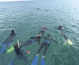 Dolphin Discovery Centre - Accommodation Australia 2