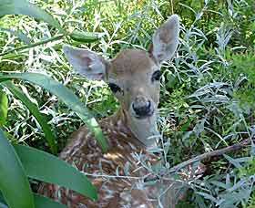 Mesopotamia Lodge Deer Park - Australia Shopping 0