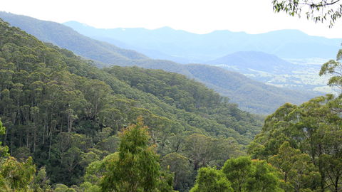 South East Forests National Park - Accommodation Australia 1
