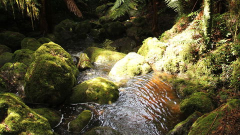 South East Forests National Park - Accommodation Australia 0