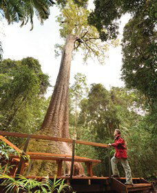Old Bottlebutt - Local Tourism 0