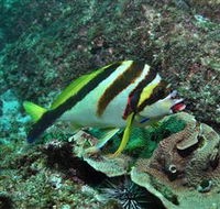 Palm Beach Reef Dive Site - Local Tourism