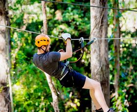 TreeTop Challenge Currumbin - Local Tourism 0