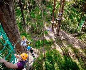 TreeTop Challenge Currumbin - Local Tourism 2
