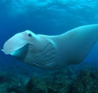 Manta Bommie Dive Site - Local Tourism
