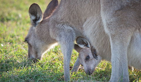 Moonee Beach Nature Reserve - Accommodation Australia 2
