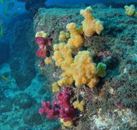 Shag Rock Dive Site - Local Tourism