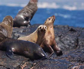Montague Island Nature Reserve - Accommodation Australia 2