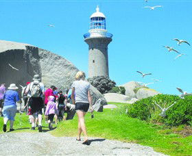 Montague Island Nature Reserve - Accommodation Australia 3