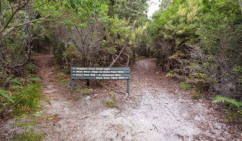 Angophora Grove Walking Track - Accommodation Australia 0