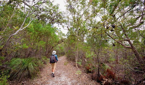 Angophora Grove Walking Track - Accommodation Australia 1