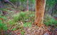 Angophora Grove Walking Track - thumb 2