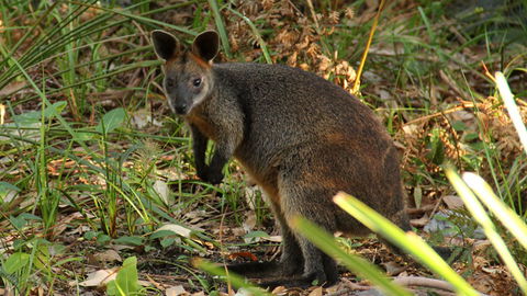 Mimosa Rocks National Park - Accommodation Australia 1