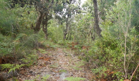 Kinchela Trig Lookout Walk - Local Tourism 0