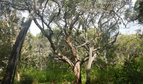 Kinchela Trig Lookout Walk - Local Tourism 2