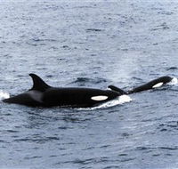 Killer Whale Trail - Accommodation Australia