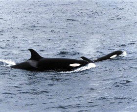 Killer Whale Trail - Accommodation Australia 0