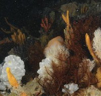 Point Hicks Marine National Park - Local Tourism