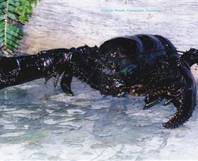 Lobster Ponds - Local Tourism 2