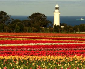 Table Cape - Accommodation Australia 5