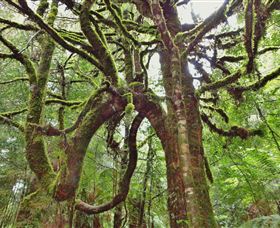 Philosopher Falls - Local Tourism 5