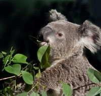 Koala Transfers - Local Tourism