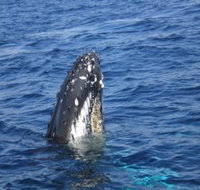 Jervis Bay Whales - Local Tourism