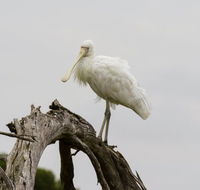 Melbourne Birding Tours - Accommodation Australia