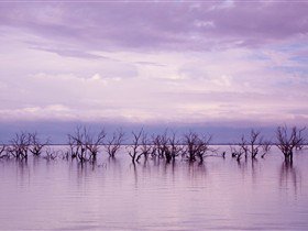 Tri State Safaris - Accommodation Australia 9