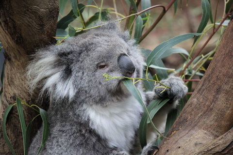 Oceania Tours And Safaris - Accommodation Australia 3