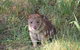 Oceania Tours And Safaris - thumb 8
