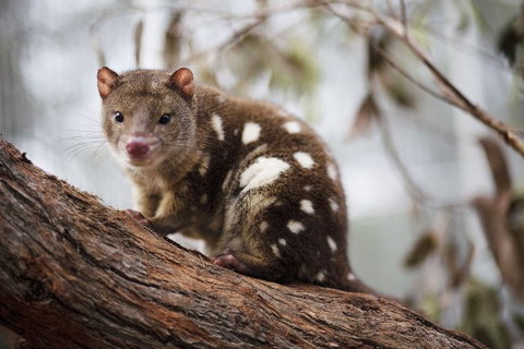 Oceania Tours And Safaris - Accommodation Australia 23