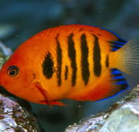 Cairns Marine - Local Tourism
