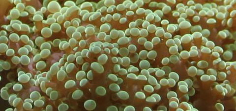 River To Reef Aquarium - Local Tourism 0