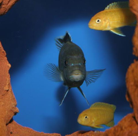 River To Reef Aquarium - Local Tourism 1