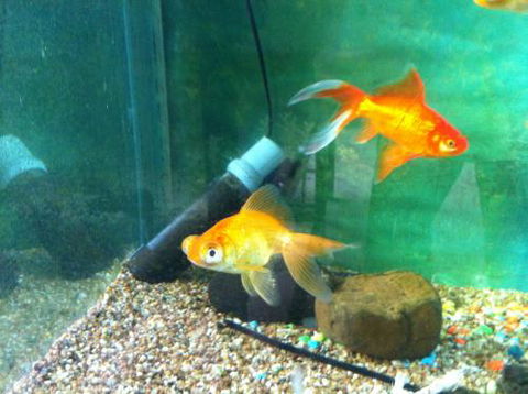 Hurley’s Aquariums - Accommodation Australia 2