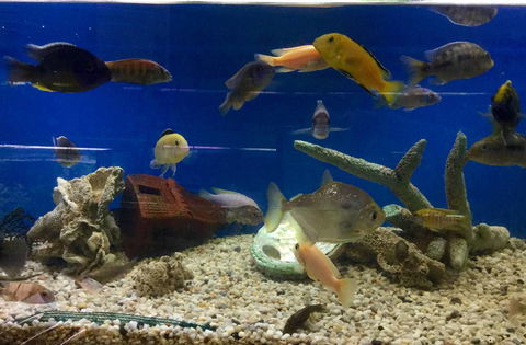 Clearwater Aquariums - Accommodation Australia 3