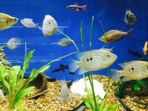 Clearwater Aquariums - Accommodation Australia 4