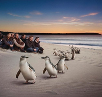 Down Under Thrills - Local Tourism