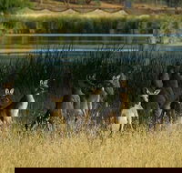 Canberra - The National Capital  Full Day Private Tour  Departs from Sydney - Australia Shopping