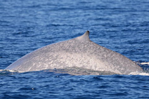Blue Whale Perth Canyon Expedition - Accommodation Australia 1