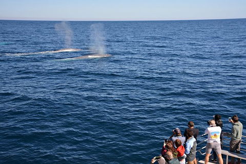 Blue Whale Perth Canyon Expedition - Accommodation Australia 0